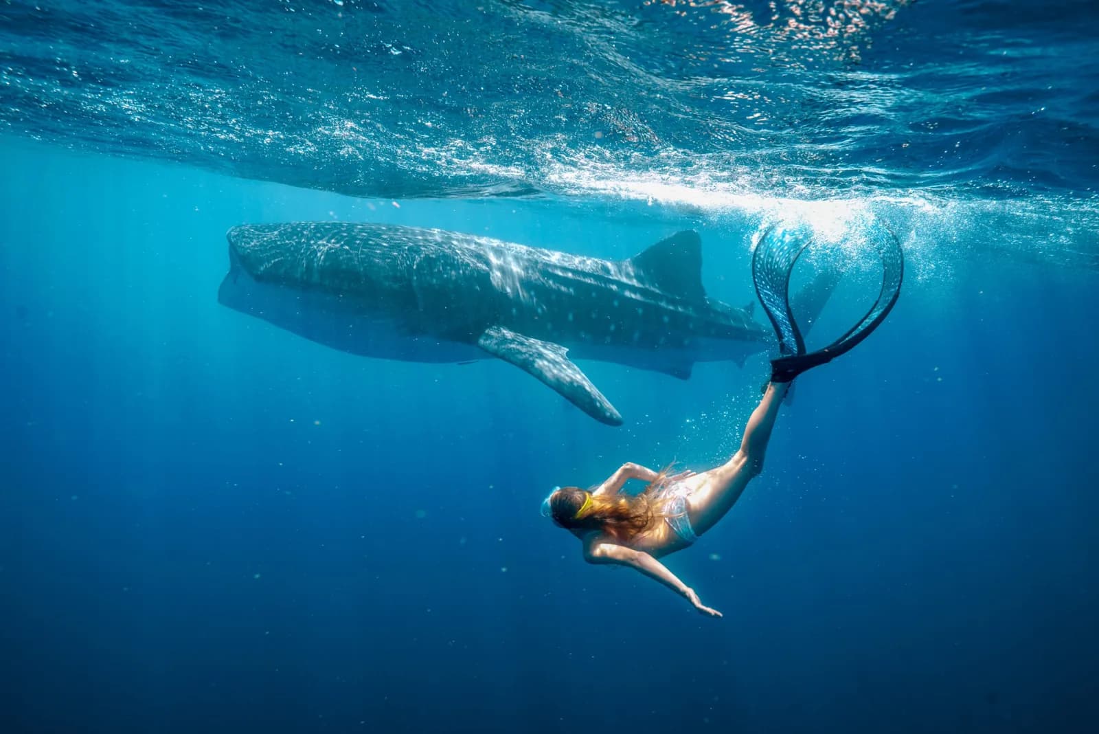 Stage23 Brings Ningaloo’s Gentle Giants to Life in Stan’s Whale Shark Jack