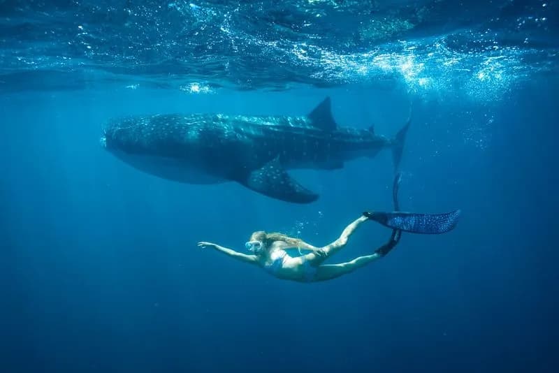 Whale Shark Jack breaches into Europe and the US across multiple platforms